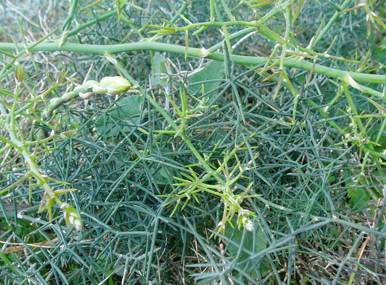 Asparagus stipularis / Asparago spinoso